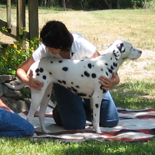 Canine Touch